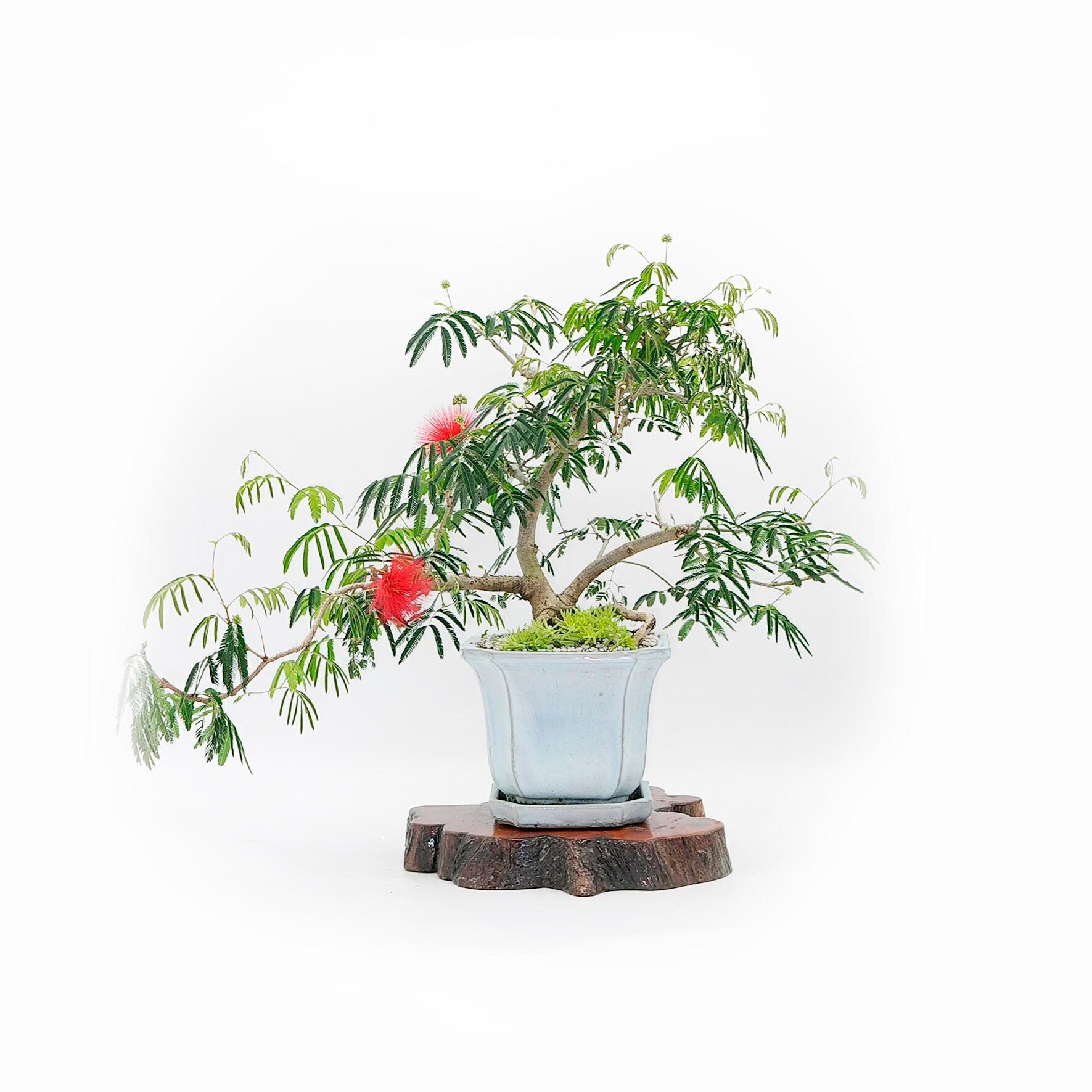 Rare Mexican Powder Puff bonsai tree, Family Heirloom collection from