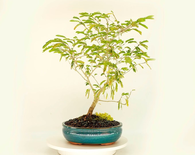Powder Puff Bonsai Tree, small Perspective Collection From Live Bonsai
