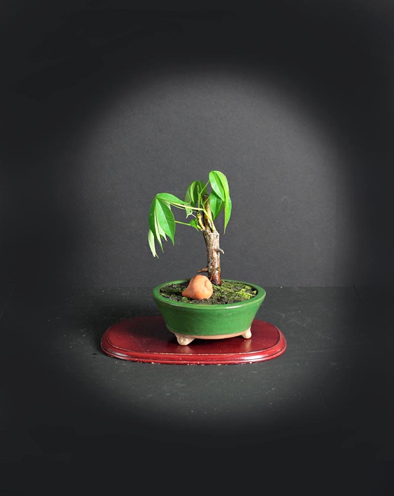 Silk Floss Bonsai Tree Rare Flora Collection From Livebonsaitree Silk Floss Bonsai Tree Rare Flora Collection From Livebonsaitree
