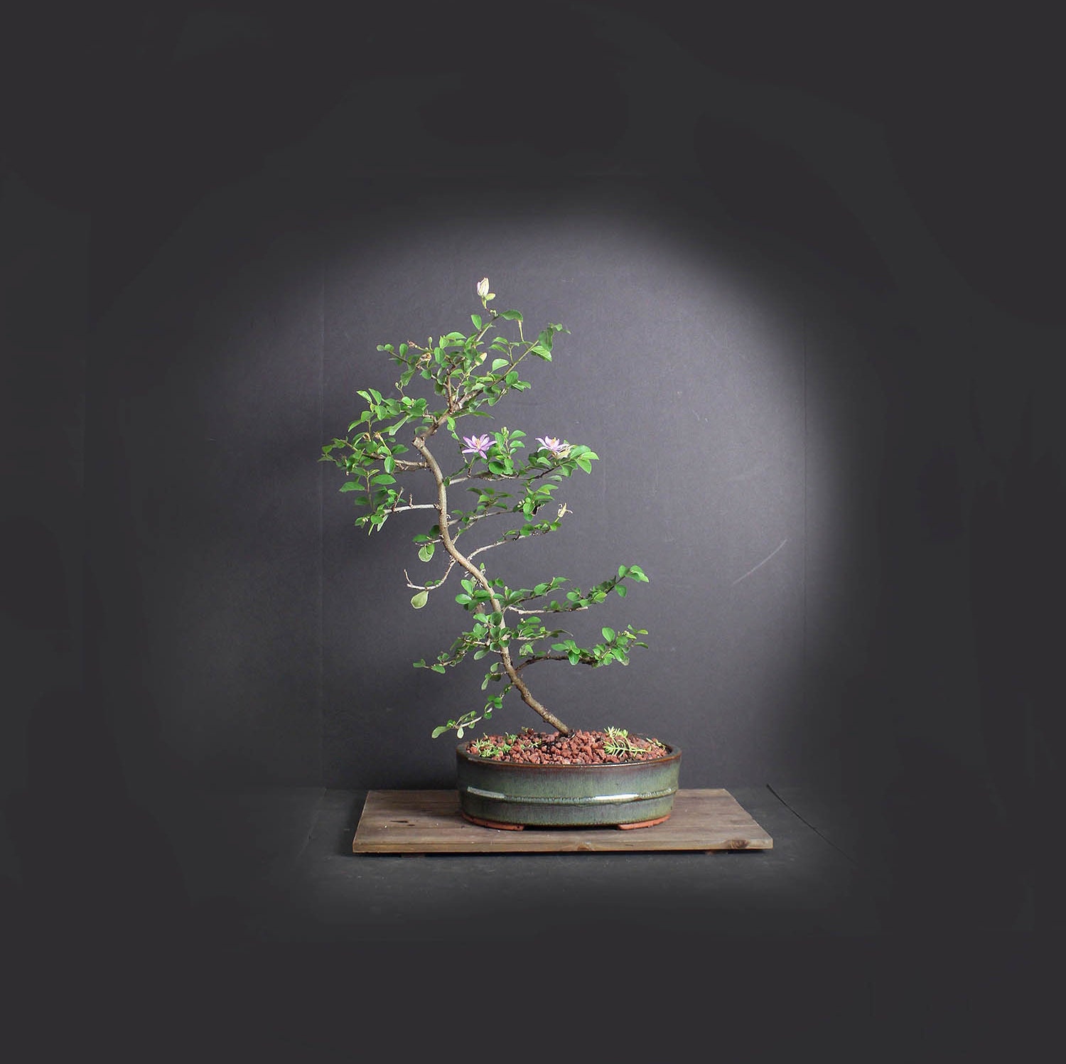 Lavender star flower bonsai tree, Heavenly Bloom collection from