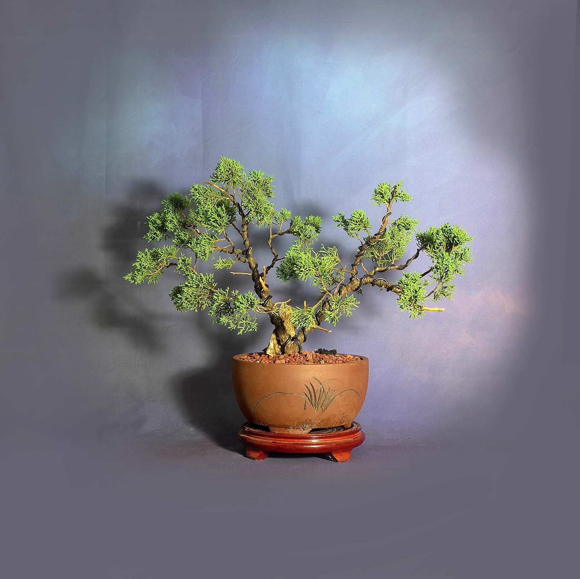 How To Care For A Bonsai Tree Juniper / How to Care for Juniper Bonsai