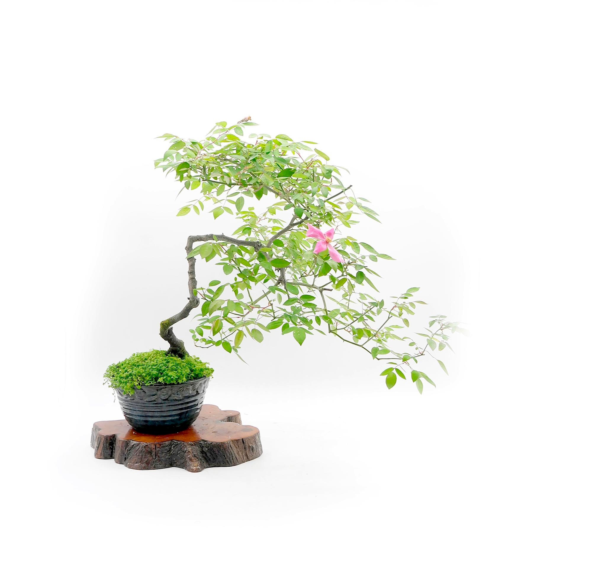 Dwarf Rose Bonsai Tree, The magic of bonsai collection from LiveBonsaiTree