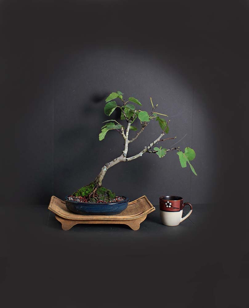 Italian Fig bonsai tree, Mediterranean edibles collection from