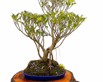 MATURE TIGER BARK Fig Bonsai Tree Ficus Microcarpa in Glazed Pot Exposed Roots Specimen
