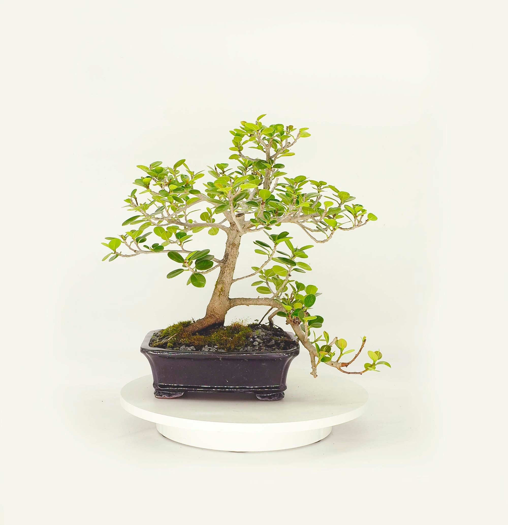 Green Island fig bonsai tree, Social Status collection from Live Bonsai