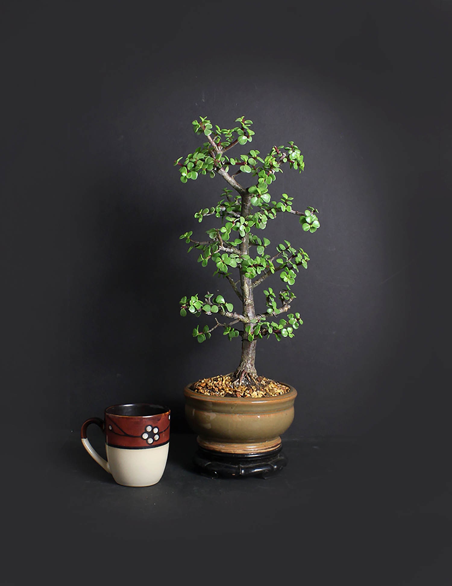 Dwarf jade bonsai tree, African Safari bonsai collection ...