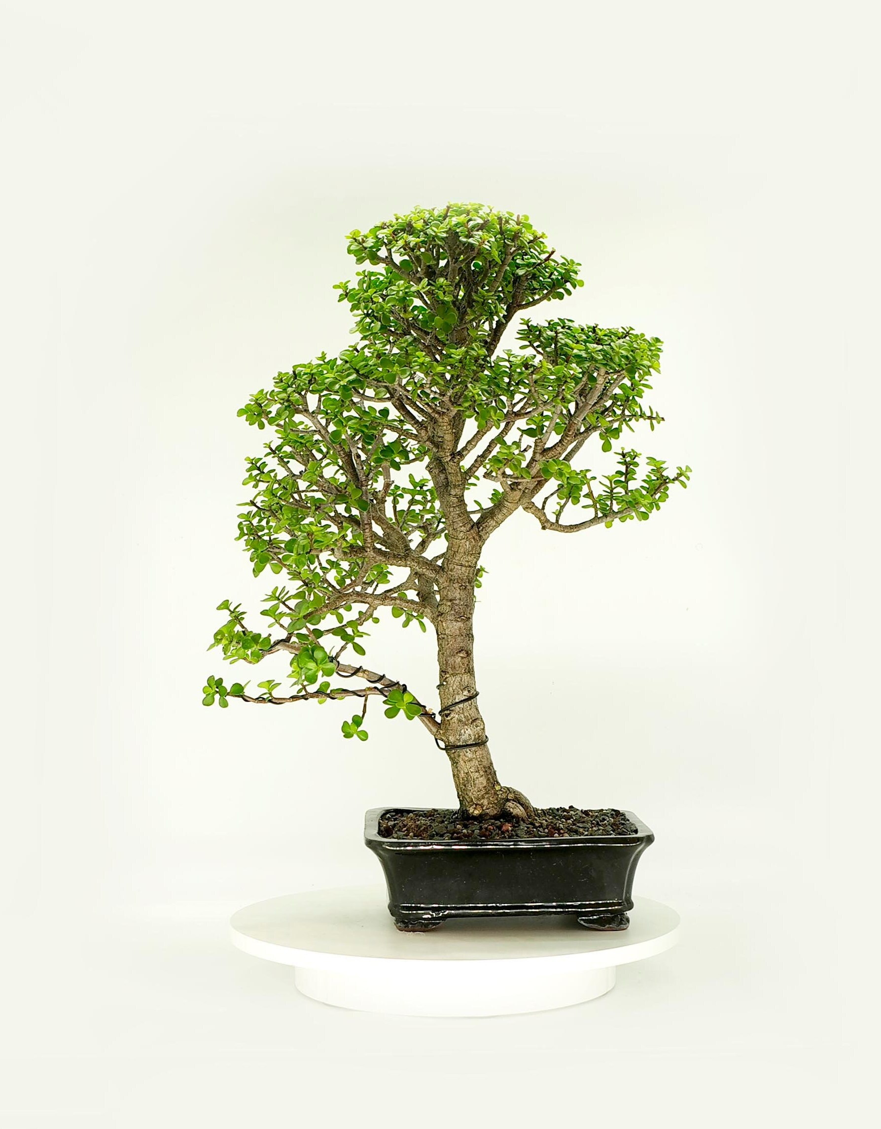 Mature dwarf jade bonsai tree, Early collection from Live Bonsai Tree