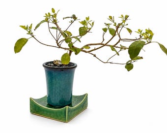 Rare Arabian Lilac Bonsai Tree: Purple Foliage, Lilac Blooms, Collector Specimen