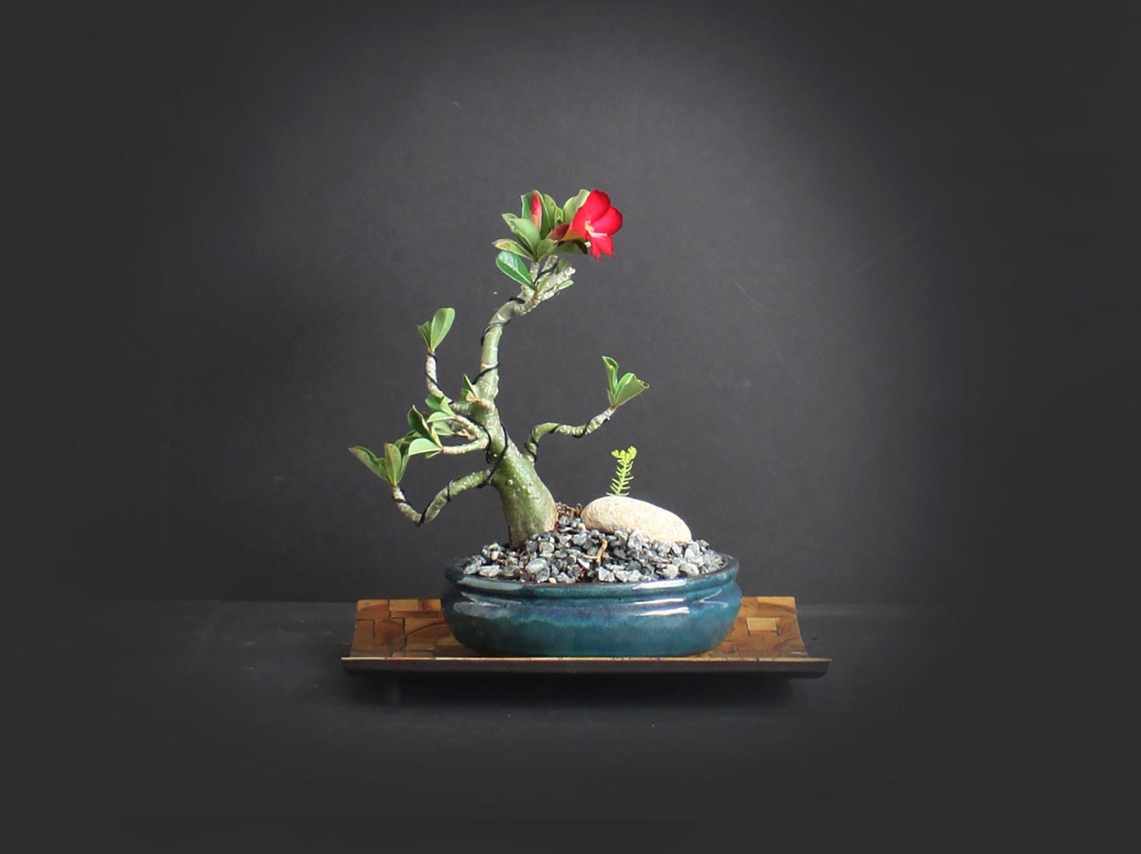 Desert Rose Bonsai Tree, Blooming collection from LiveBonsaiTree