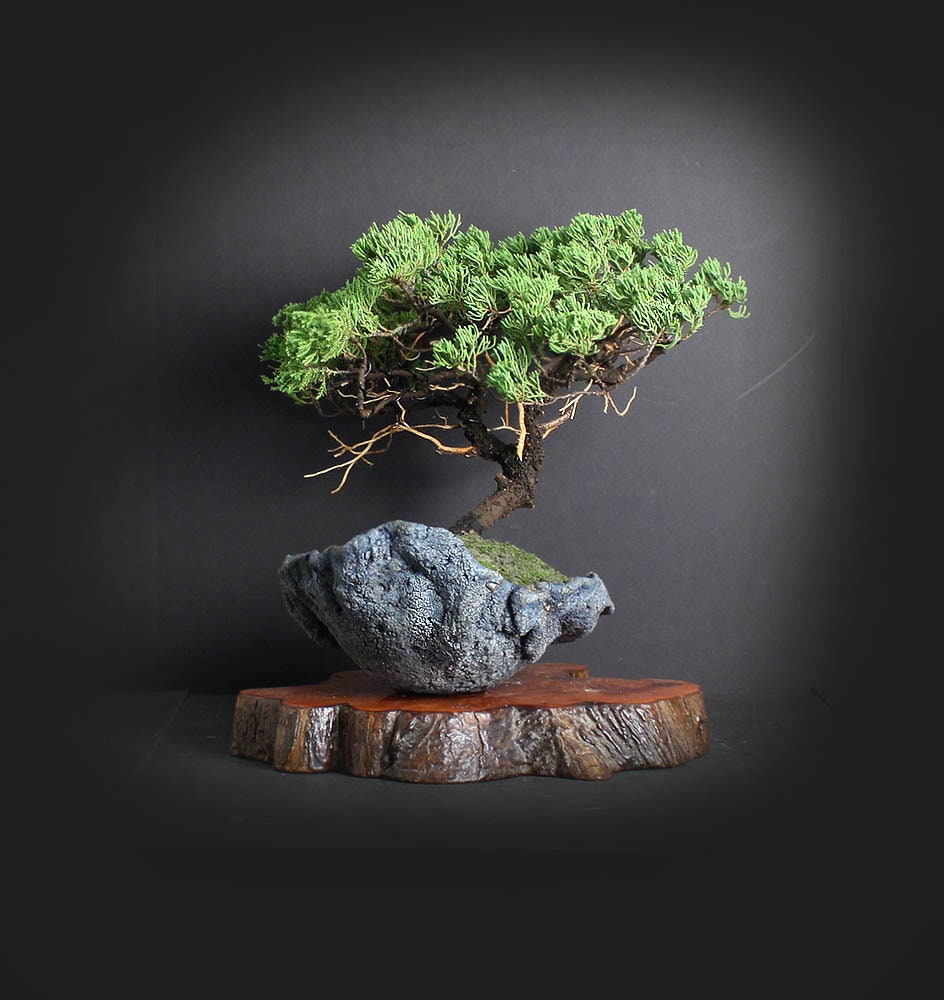 Mature Juniper procumbens nana bonsai tree, Japanese conifer collection