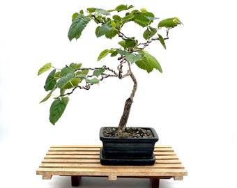 Dwarf Black Mulberry Bonsai Tree: Edible Fruit, Handmade Styled Specimen