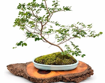 Rare Dwarf Red Orchid Tree Bonsai: Bauhinia Collector Specimen Exact Tree