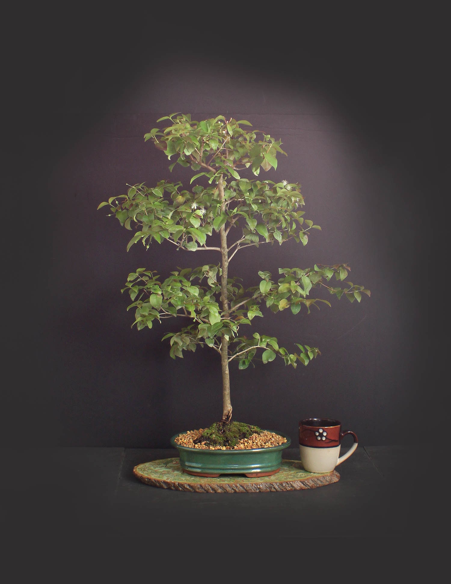 Surinam Cherry Bonsai Tree, Tropical fruit collection from LiveBonsaiTree