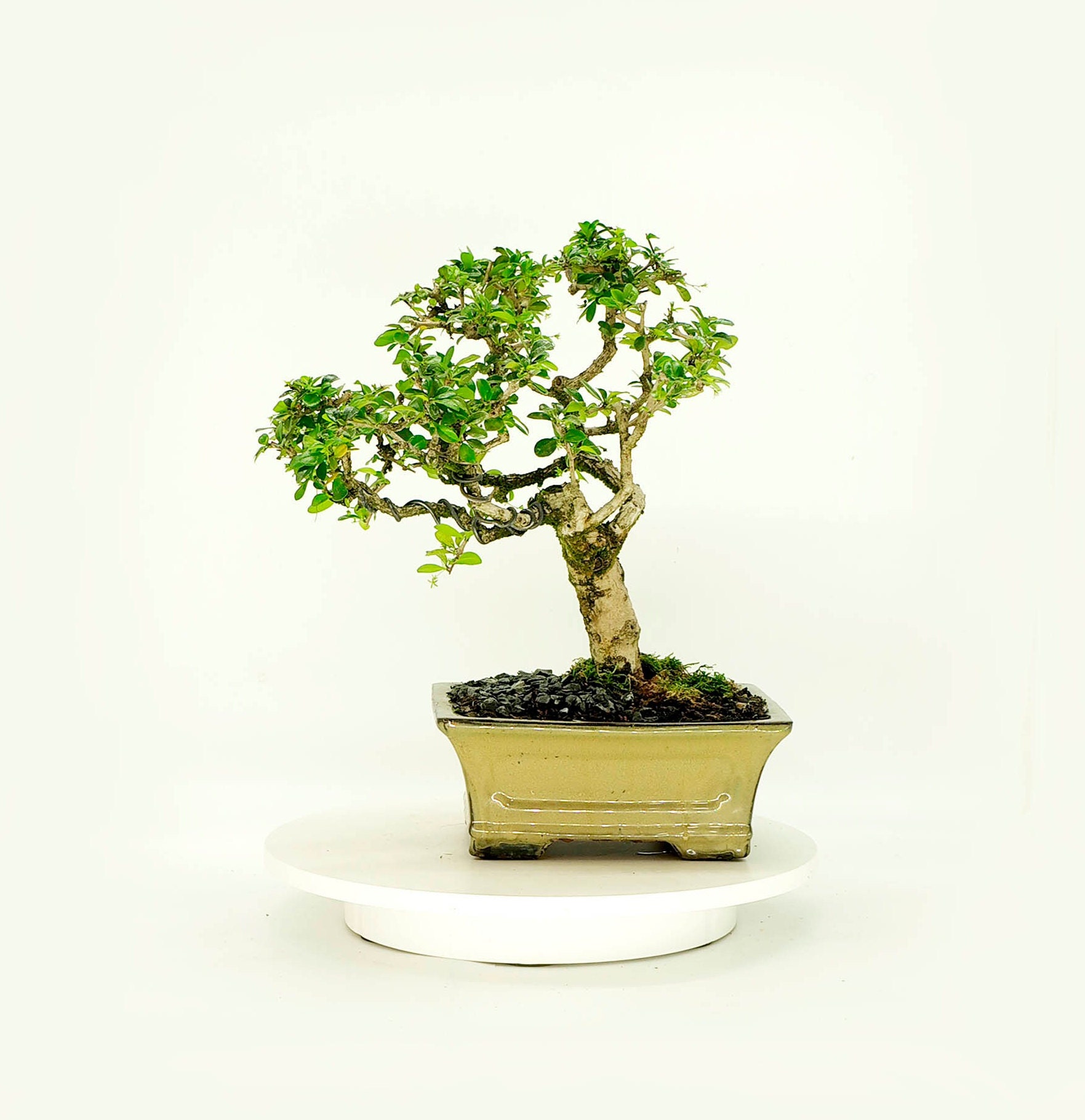 Mature Fukien Tea bonsai tree, Grace collection from Live Bonsai Tree