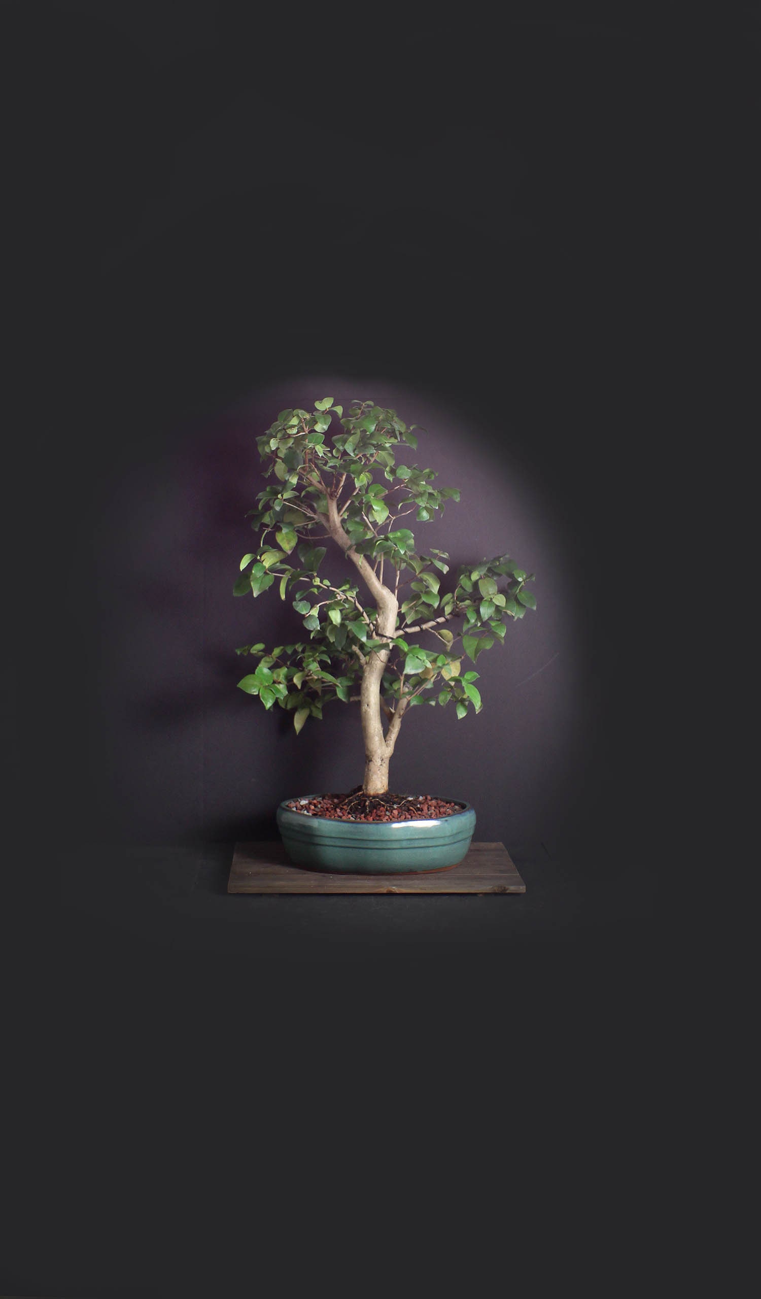 Surinam Cherry Bonsai Tree, Tropical fruit collection from LiveBonsaiTree