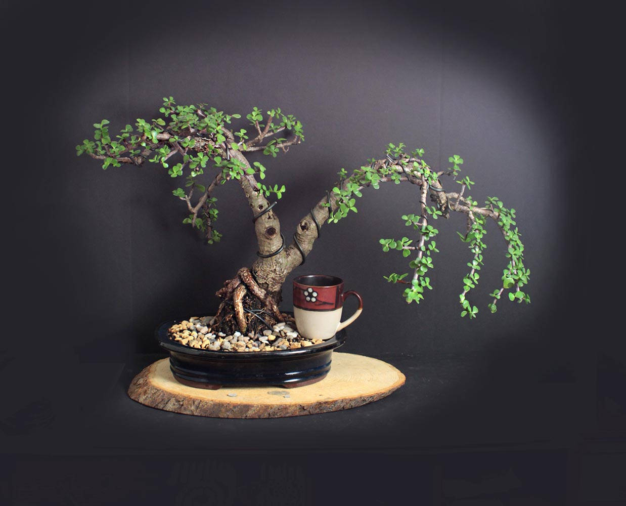 Mature Jade Bonsai Tree Example