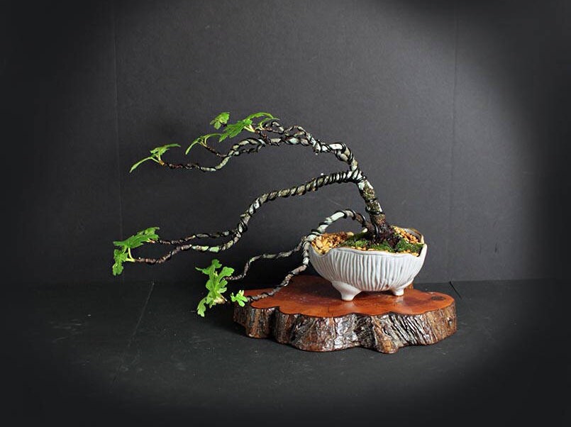 Italian Fig bonsai tree, Mediterranean edibles collection from