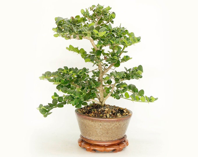 Natal Plum bonsai, "Be kind" Collection" from LiveBonsaiTree