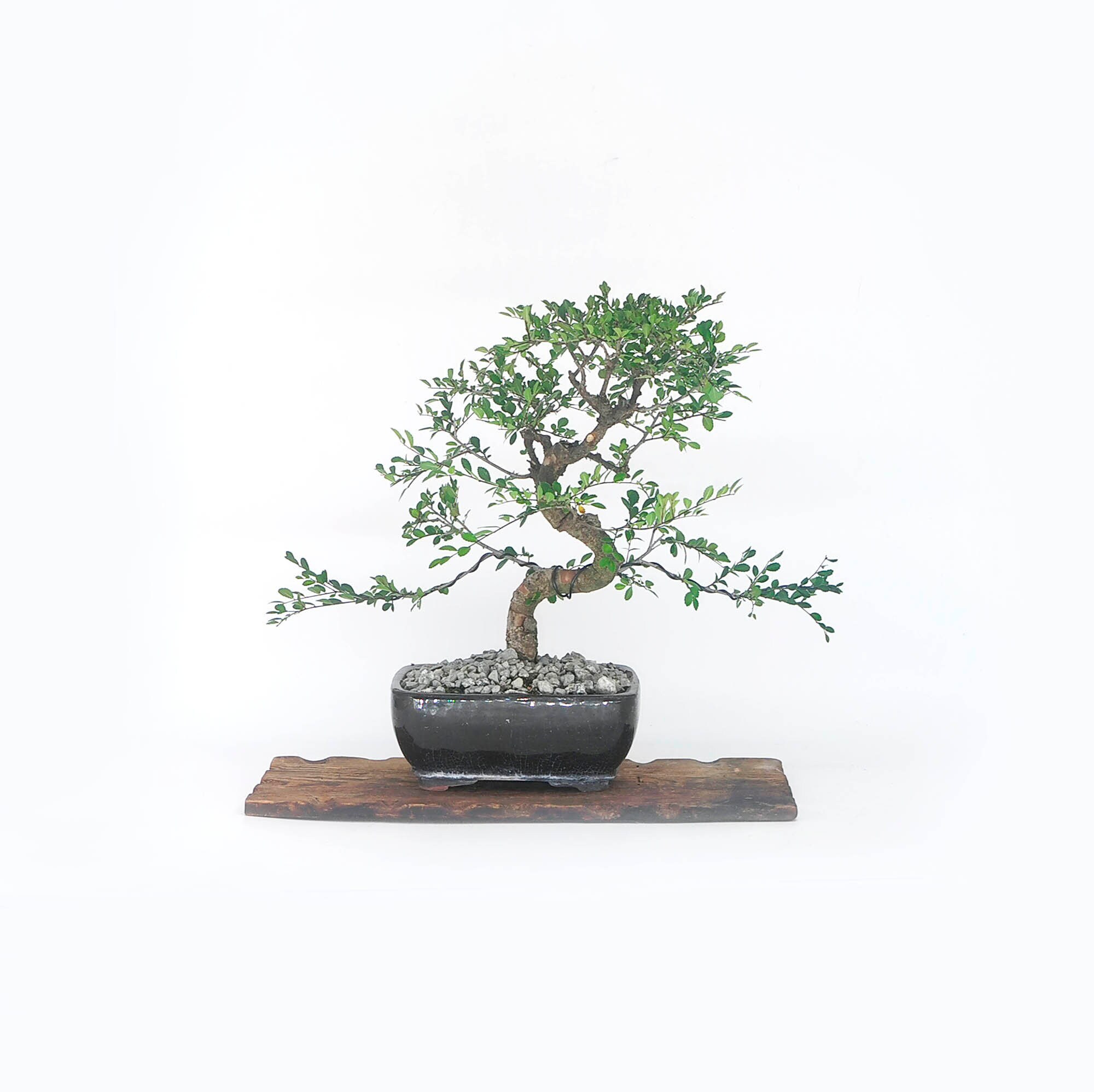 Japanese Zelkova Elm bonsai tree, Livingroom Zen collection from