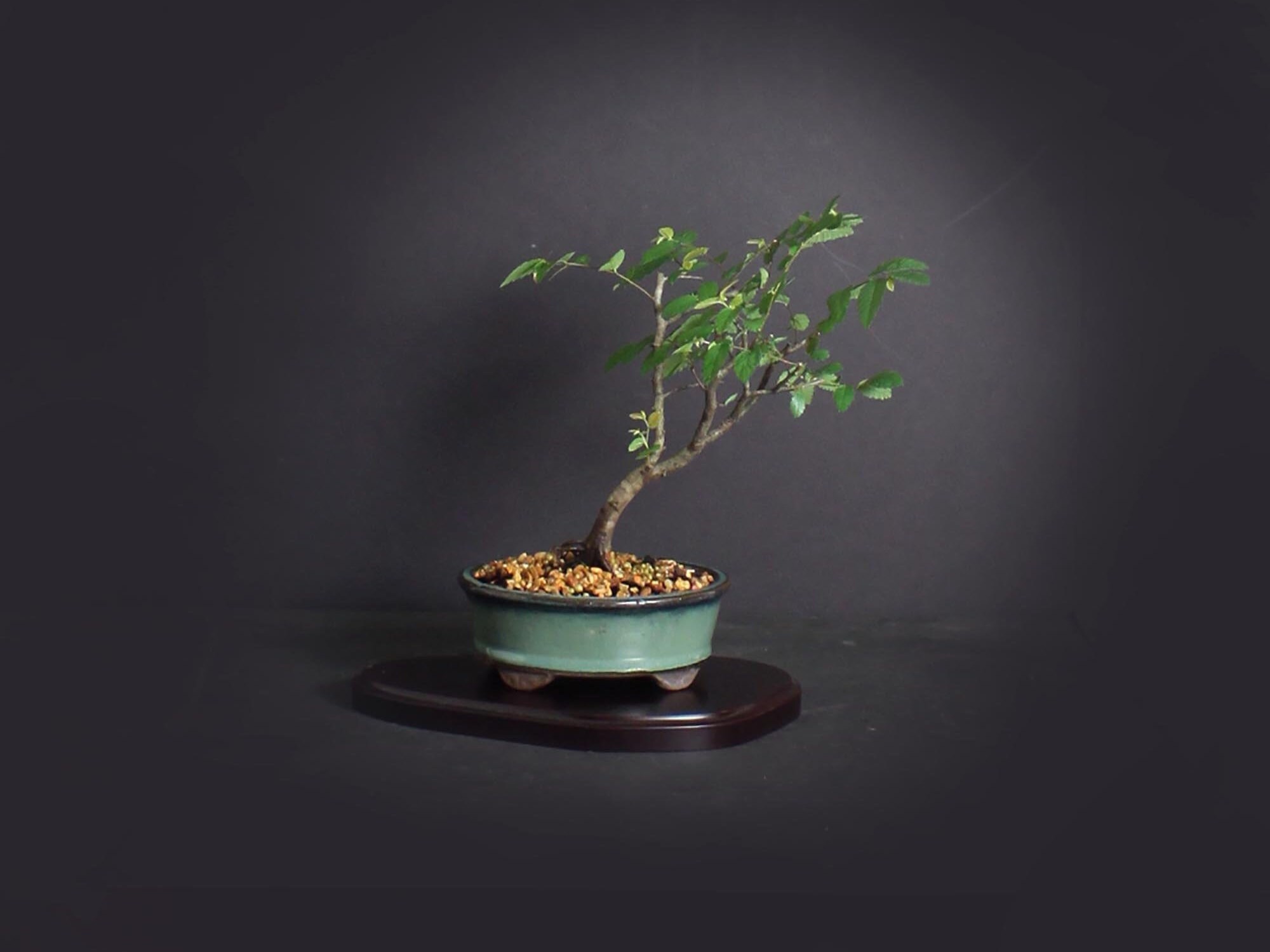 Hackberry Bonsai Tree, Elm collection from LiveBonsaiTree