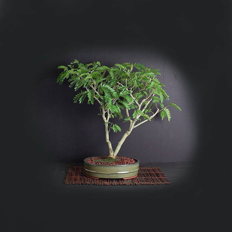 Pink Powder Puff bonsai tree, Blooming Tropics Collection from