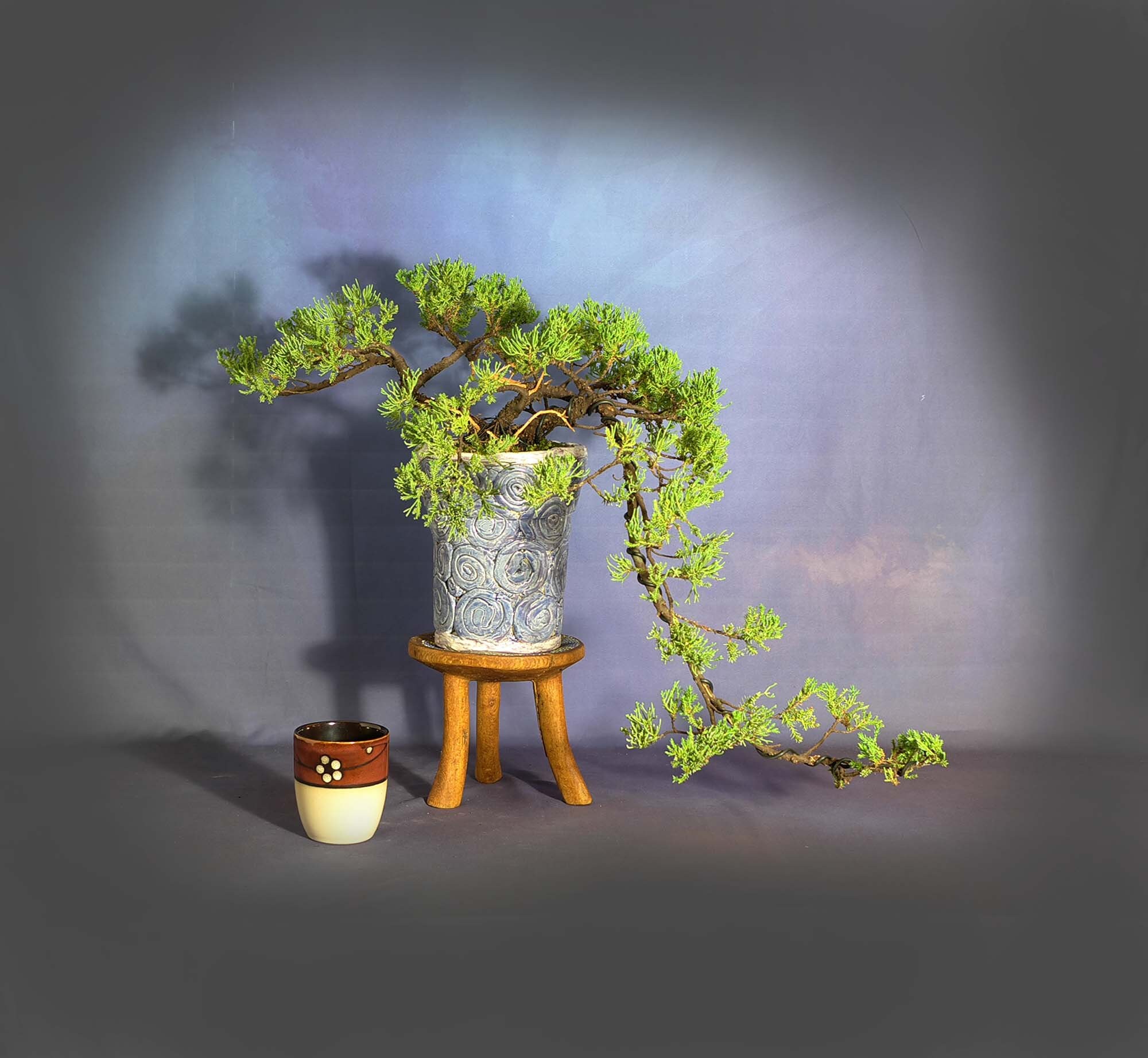 Mature Juniper procumbens nana bonsai tree, 2020 conifer collection