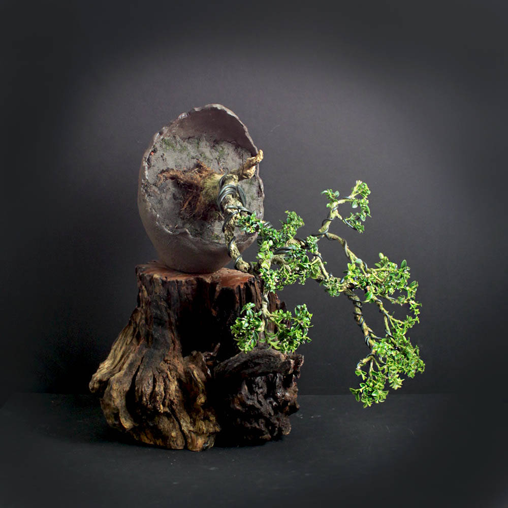 Kingsville boxwood bonsai tree Summer'17 Natures play collection from