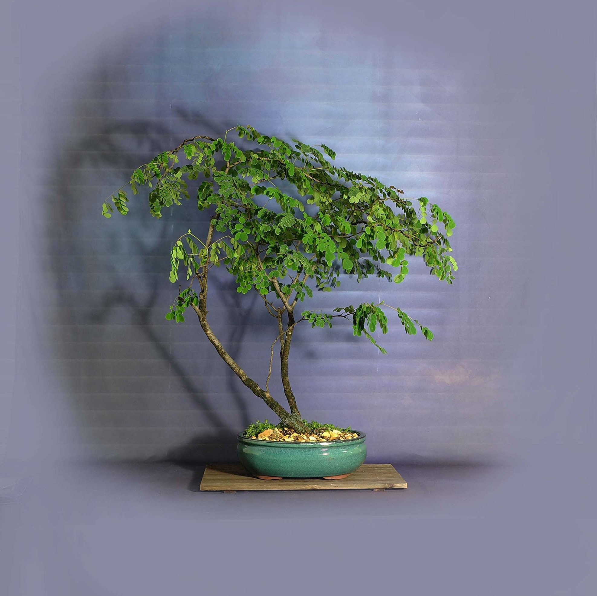 Tropical Mahogany Bonsai Tree, Rare Flora bonsai collection from