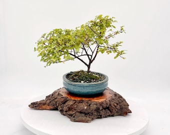 Bonsai di Sageretia theezans: pianta da interno in miniatura, modellata a mano, in vaso smaltato.