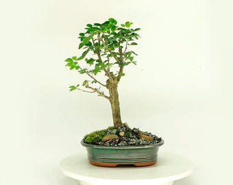 Manila Tamarind Bonsai Tree, "Green Elegance" collection from Live Bonsai Tree, monkey pod tree, sour fruit.