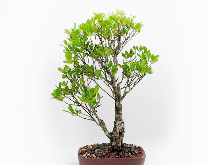 Buttonwood bonsai tree, "Simplicity and harmony" collection from LiveBonsaiTree