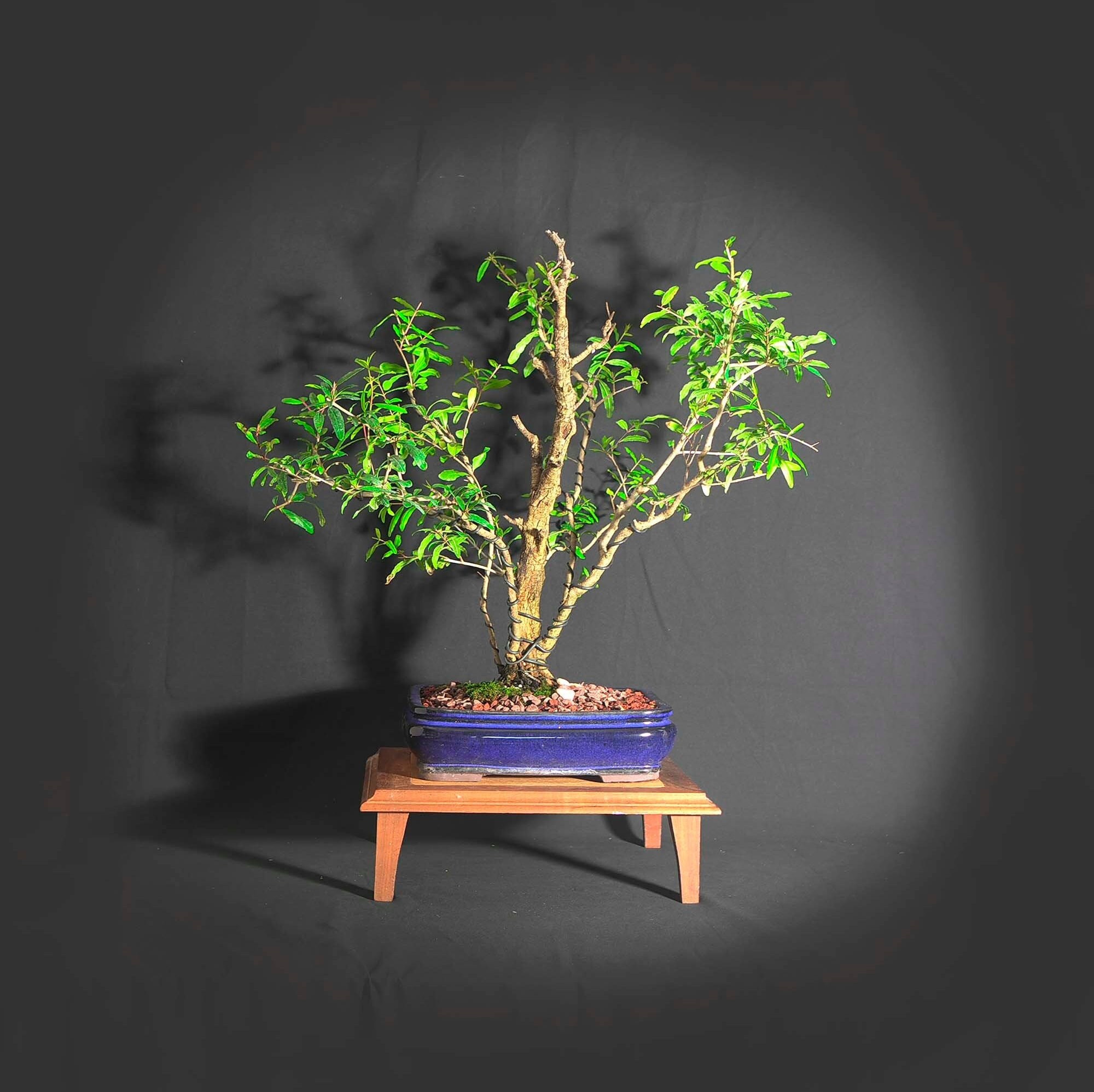 6. Bonsai For Beginners: The Essential Kit For Cultivating Living Art