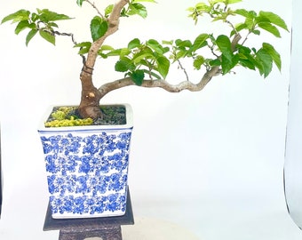 Dwarf white Asian mulberry bonsai tree, "Reward Yourself" collection from Live Bonsai Tree