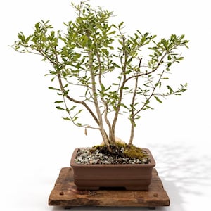 May include: A bonsai tree with multiple thin, light-colored trunks and small green leaves planted in a rectangular brown ceramic pot filled with soil, moss, and small gray stones, resting on a dark, weathered wooden display stand.