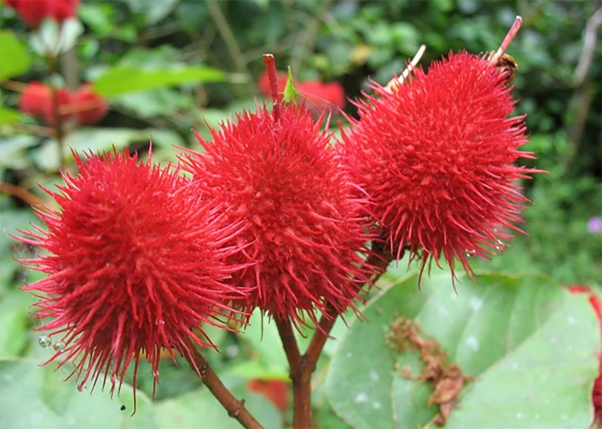 Annatto Bonsai Tree rare Only Good News Collection From LiveBonsaiTree