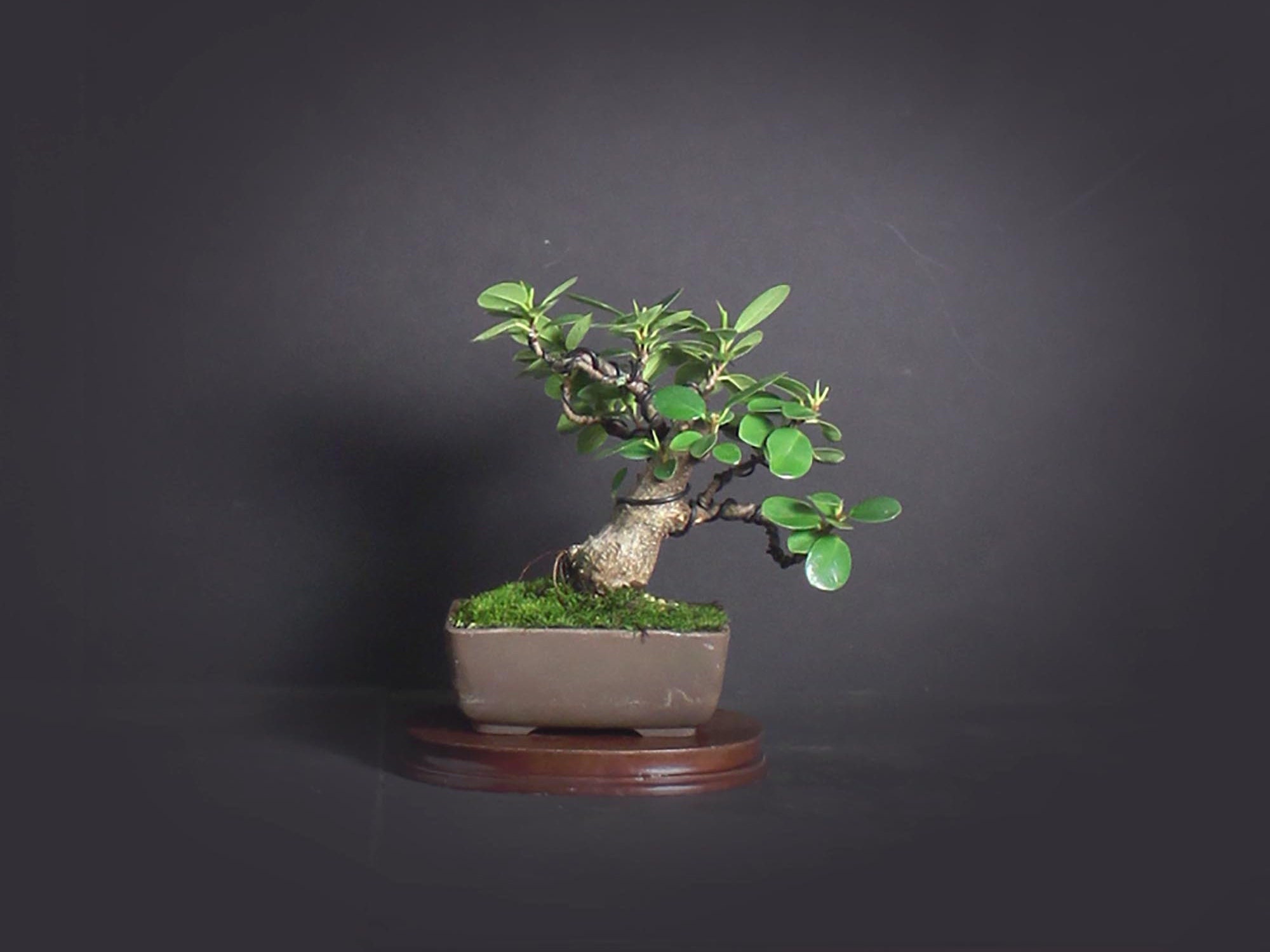 Green Island fig bonsai tree, Figs of the world collection from