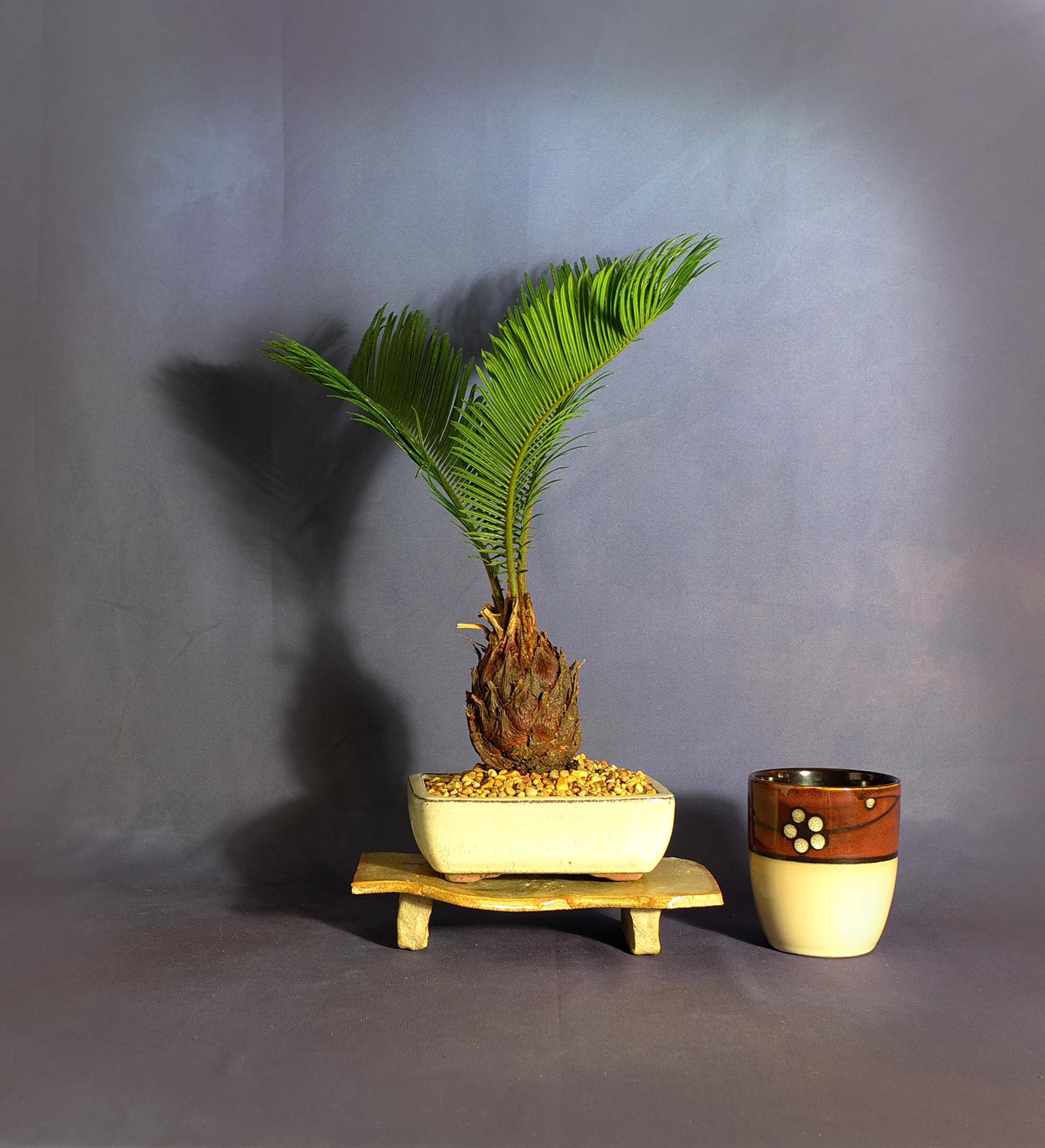 Sago Palm Bonsai Tree, Stress reduction collection from LiveBonsaiTree