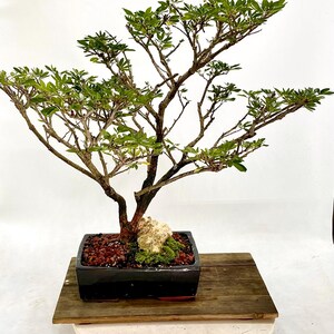 Rose Cascade Powder Puff Bonsai Tree "little Bit of Joy" Collection From  Live Bonsai Tree - Etsy