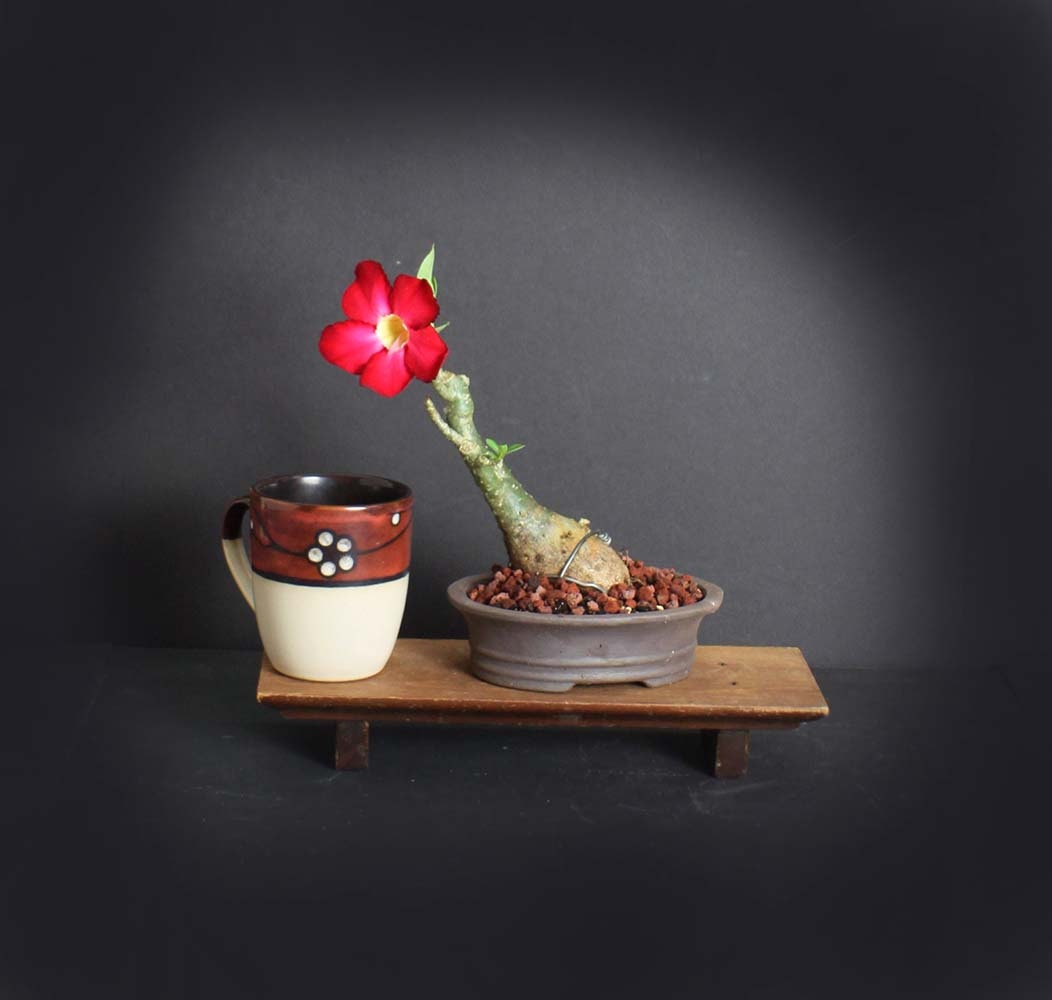 Desert Rose Bonsai Tree, Blooming collection from LiveBonsaiTree