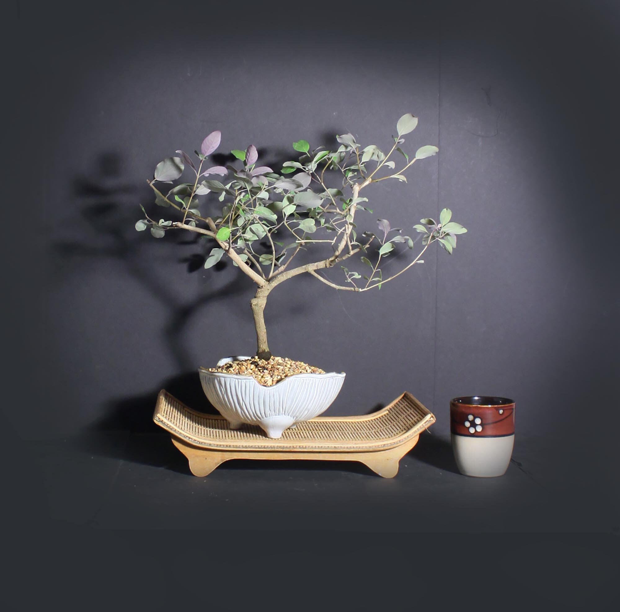 Arabian lilac pre bonsai tree, Rare flora collection from LiveBonsaiTree