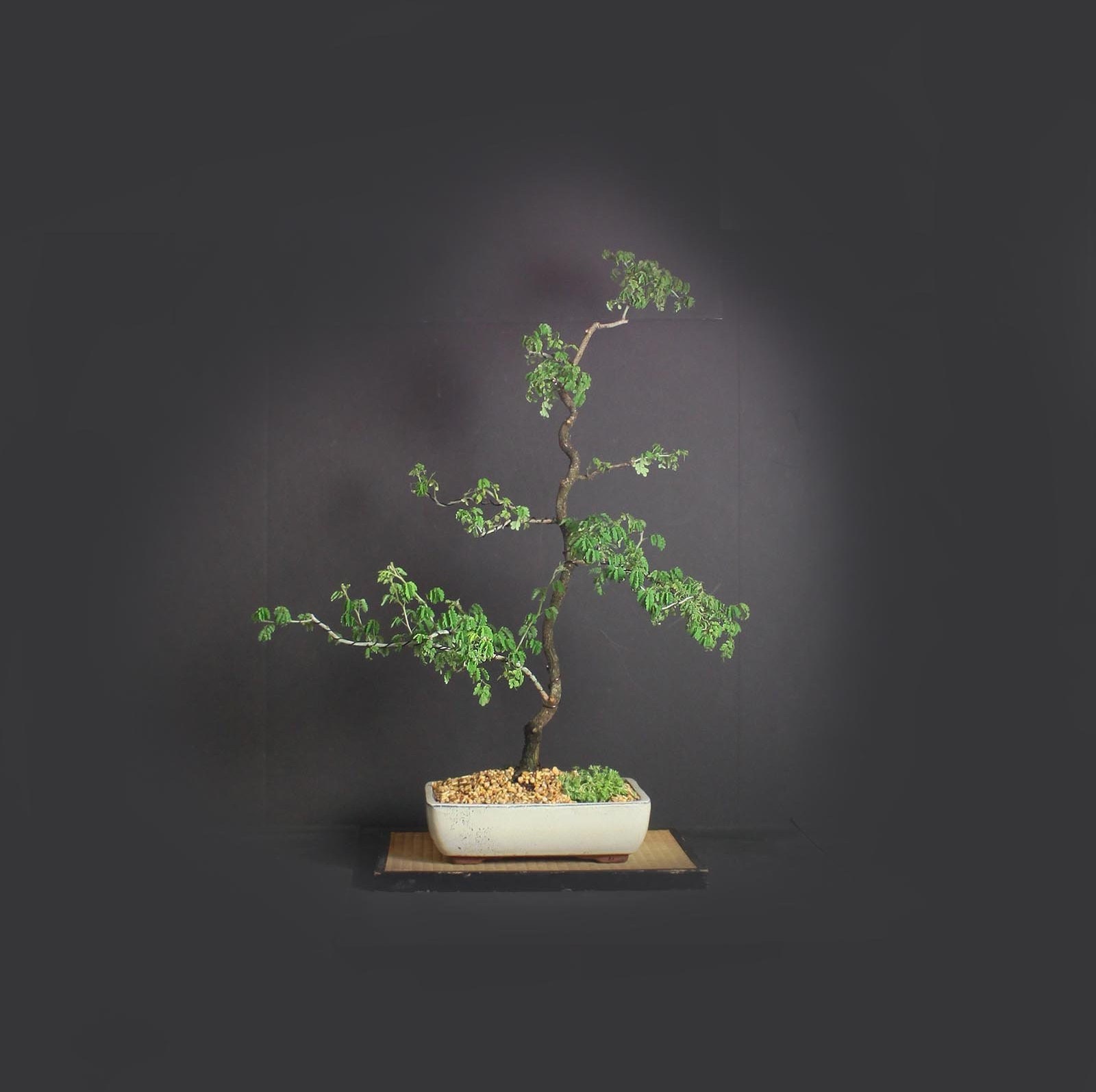 Rare Xylosma Bahamensis bonsai tree, Arizona natives collection from