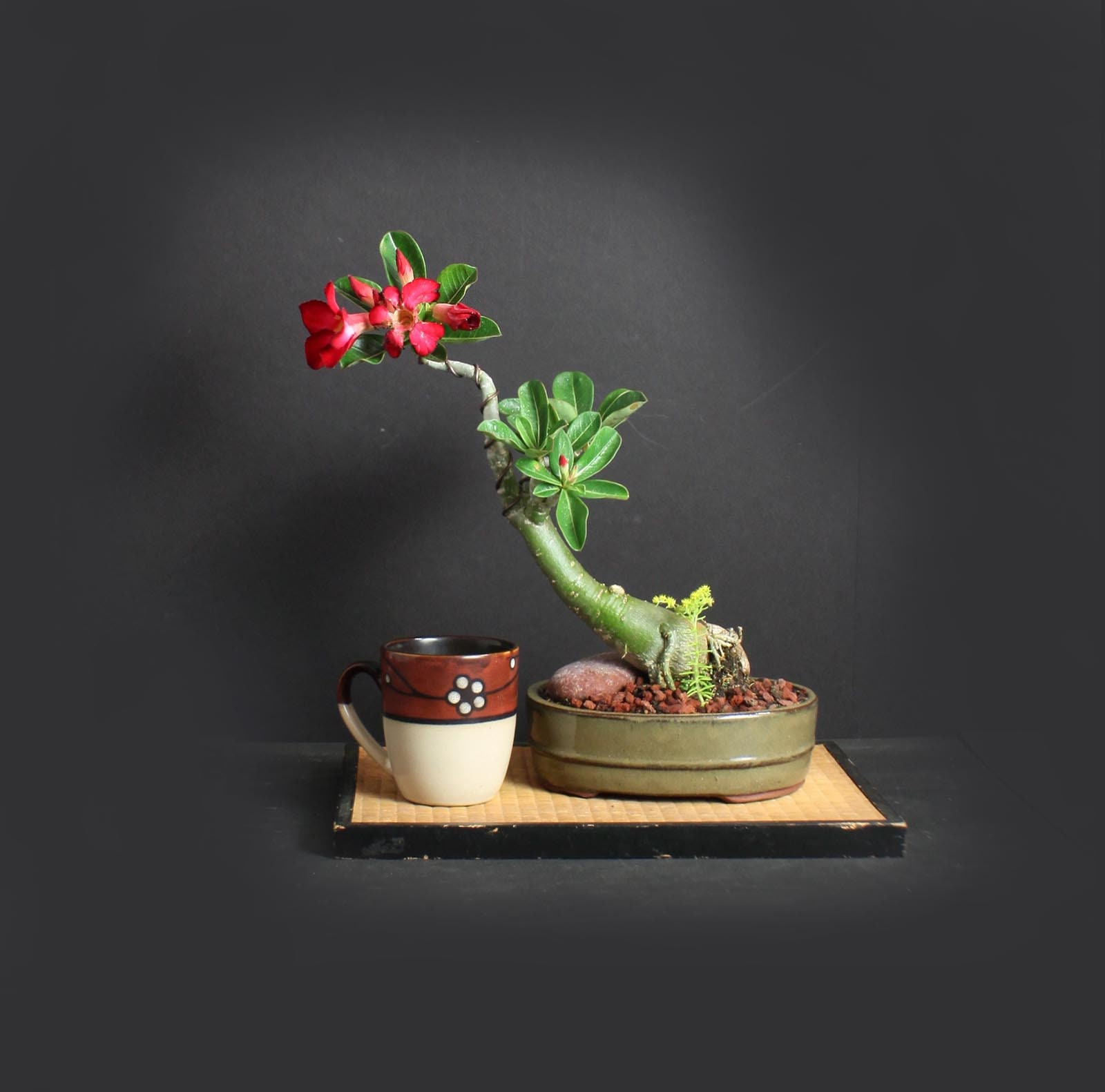 Desert Rose Bonsai Tree, Blooming collection from LiveBonsaiTree