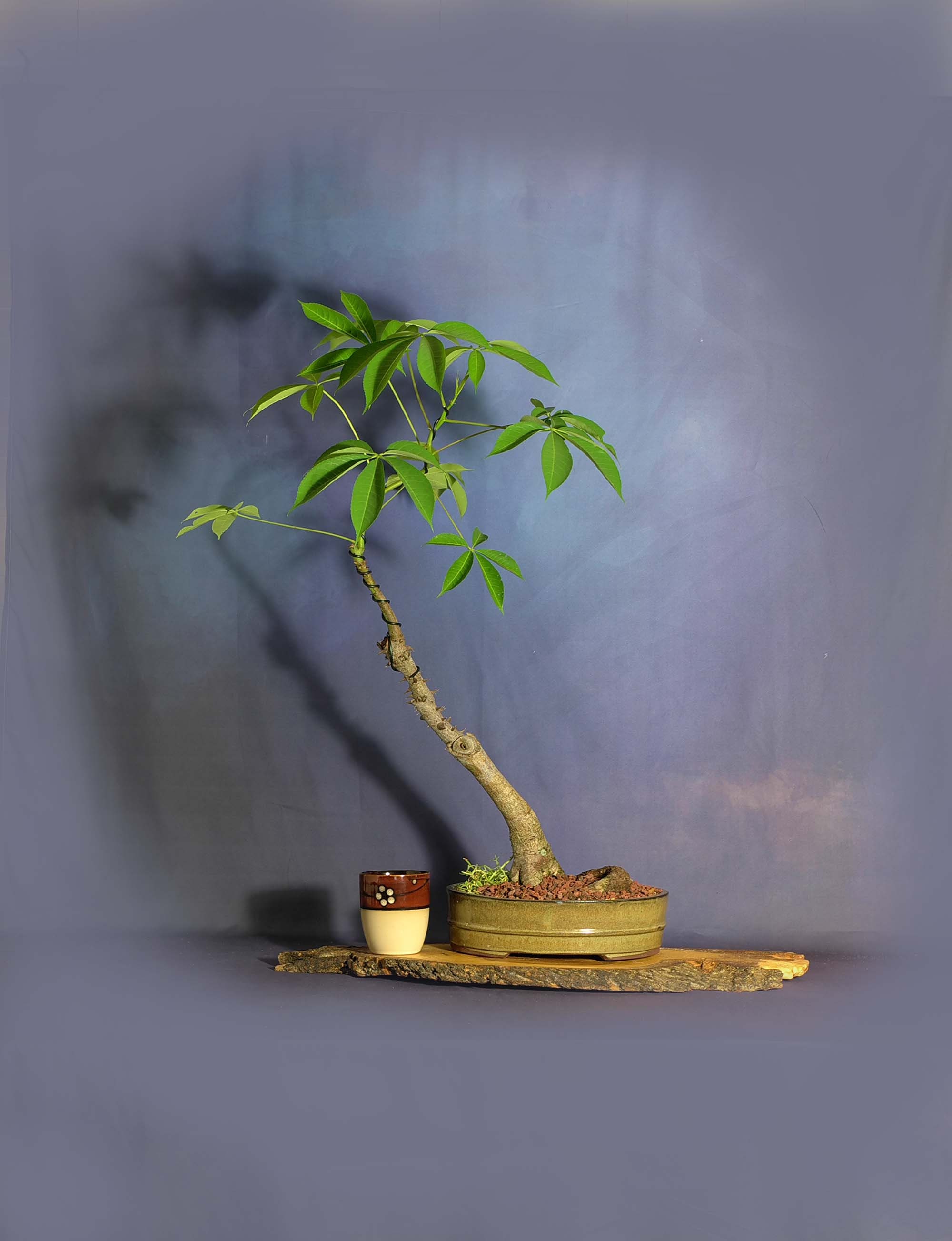 Silk Floss (Kapok) Bonsai Tree, Stay at home collection from LiveBonsaiTree