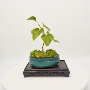 May include: A small bonsai tree with vibrant green leaves and a thin brown trunk, planted in a round, teal-colored ceramic pot filled with green moss. The pot rests on a dark brown, rectangular wooden display stand with carved side details.