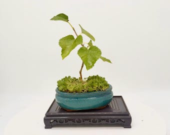 Japanese Unryu Mulberry Bonsai Tree: Twisted Contorted Branches, Glazed Pot