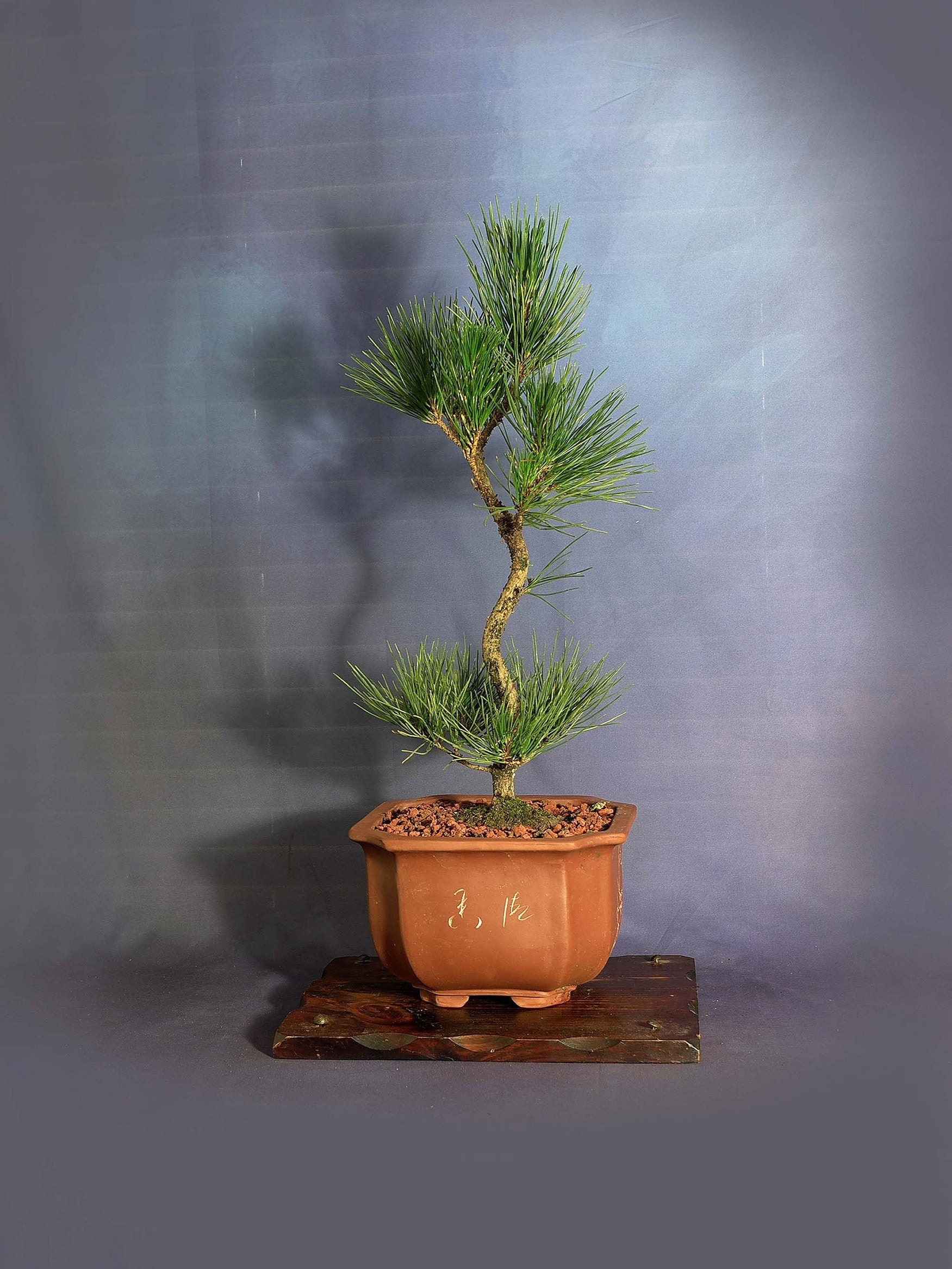 Japanese black pine bonsai tree, Essential Friends collection from LiveBonsaiTree