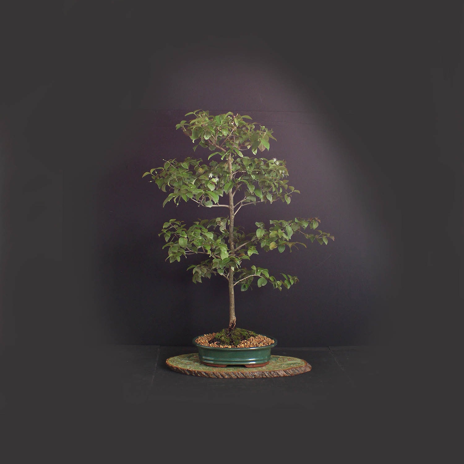 Surinam Cherry Bonsai Tree, Tropical fruit collection from LiveBonsaiTree