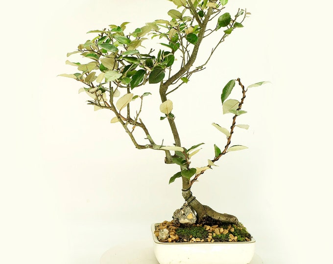 Japanese Elaeagnus bonsai tree, "Air freshener" collection from Live Bonsai Tree, fruiting exotic multi colored foliage specimen