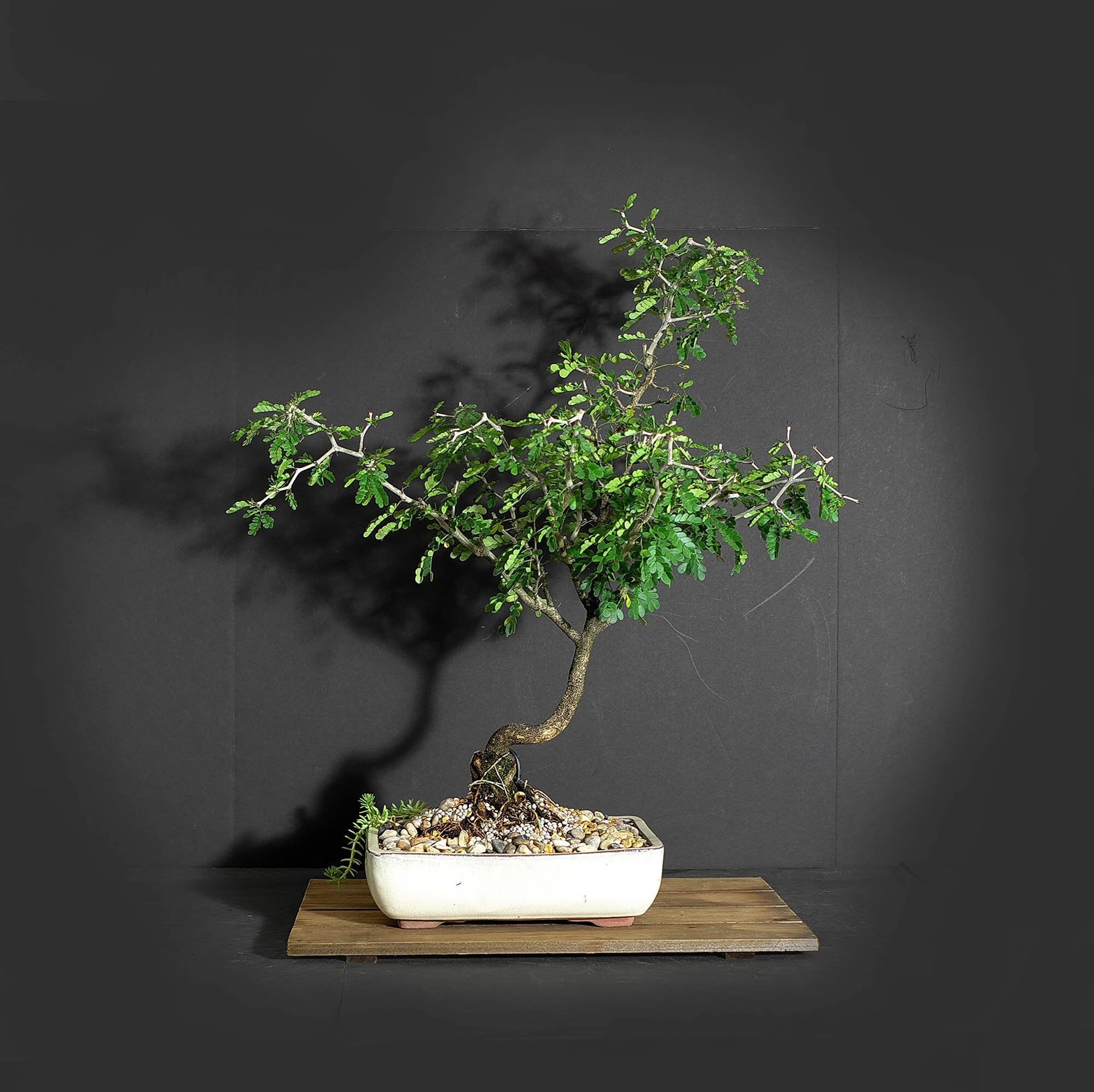 Texas Ebony bonsai tree, Exotic Flora collection from LiveBonsaiTree