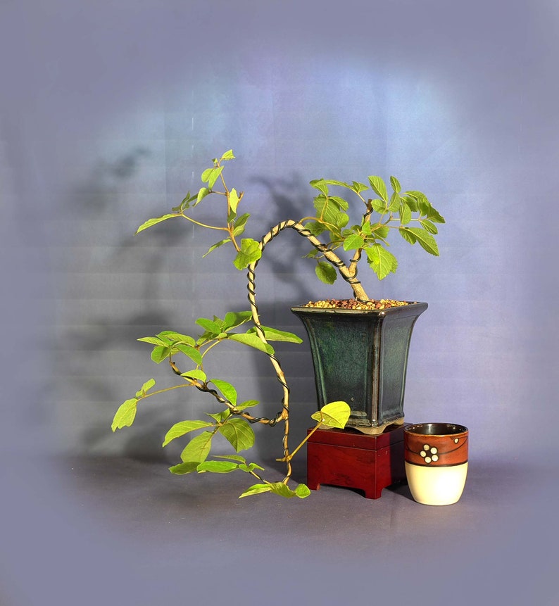 Pink Tabebuia Bonsai Tree Blooming Collection Etsy Pink Tabebuia Bonsai Tree Blooming Collection Etsy